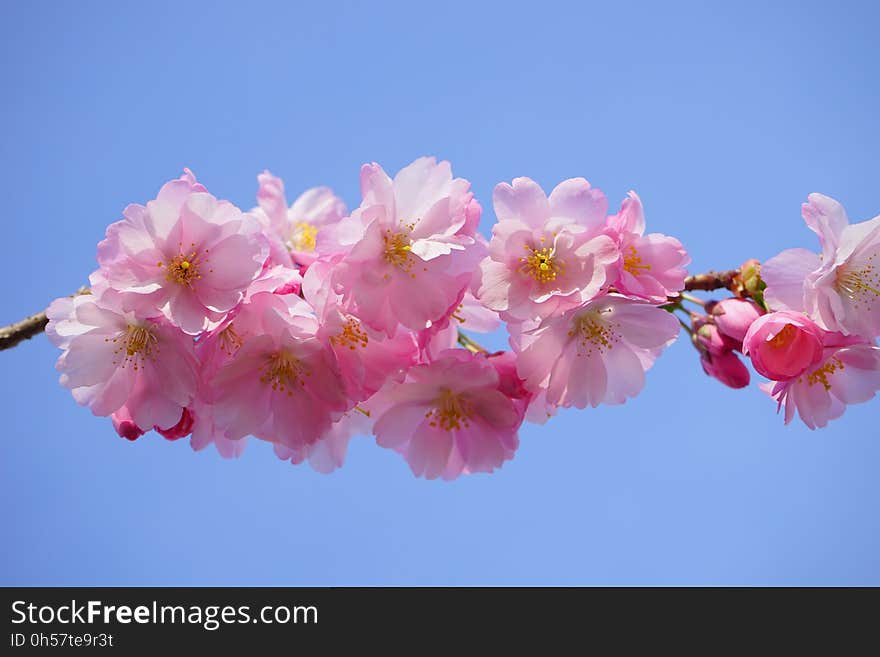 Flower, Blossom, Pink, Cherry Blossom