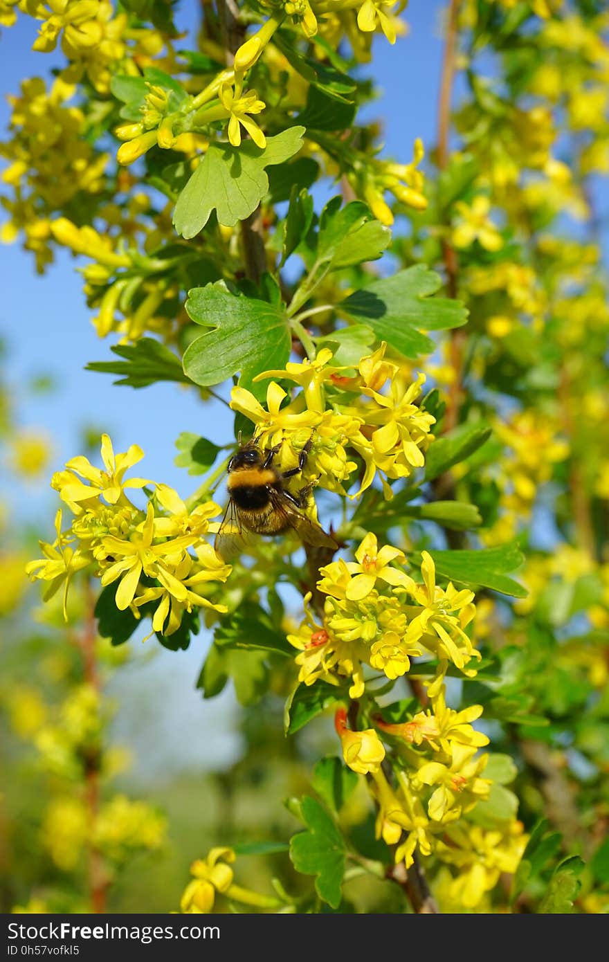 Yellow, Flora, Pollinator, Bee