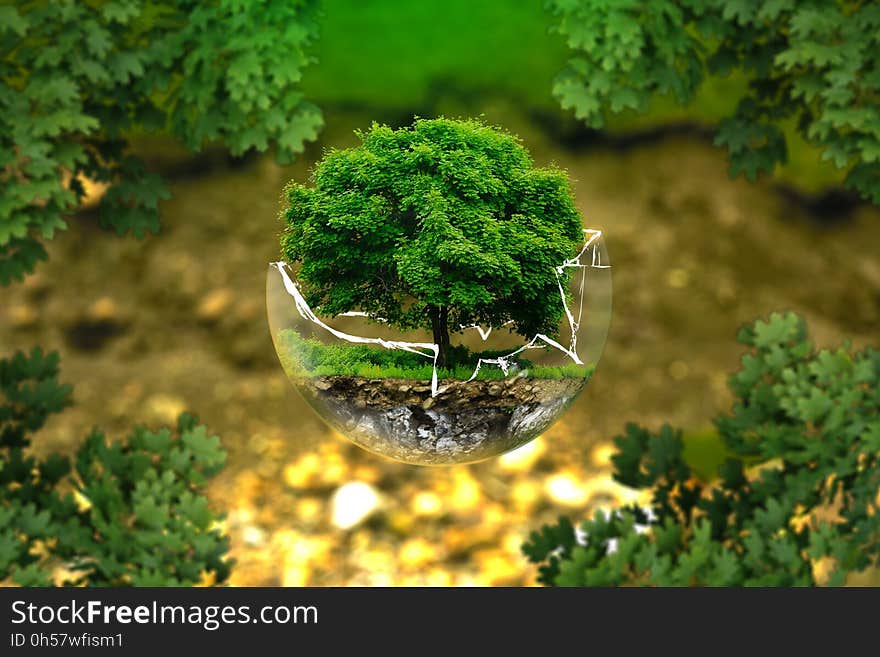 Vegetation, Tree, Plant, Grass