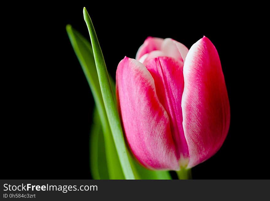 Flower, Tulip, Close Up, Bud