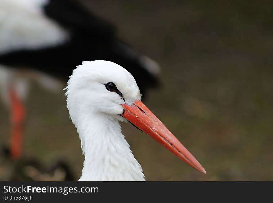 Bird, White Stork, Beak, Stork