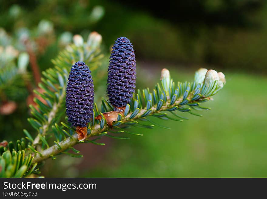 Plant, Pine Family, Flora, Conifer