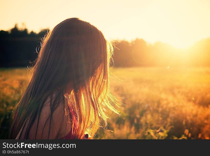 Sun, Field, Sky, Sunlight