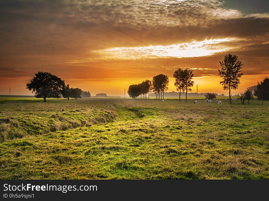 Sky, Nature, Grassland, Field