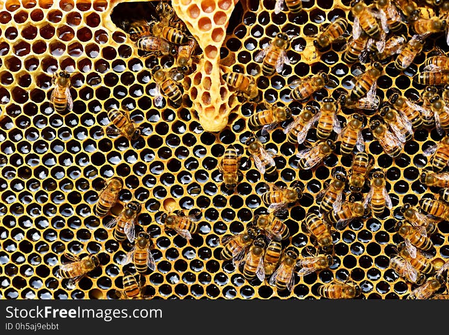 Honey Bee, Bee, Honeycomb, Invertebrate