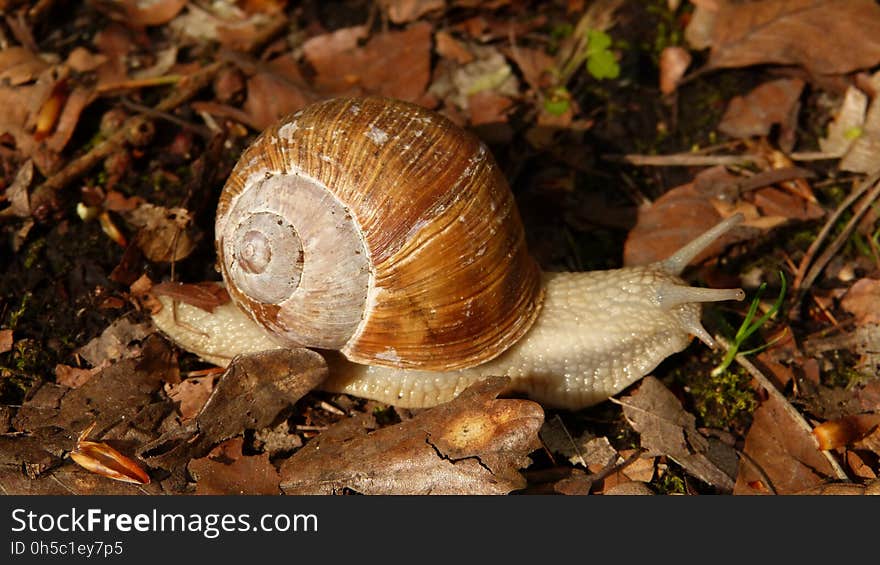 Snail, Snails And Slugs, Molluscs, Terrestrial Animal