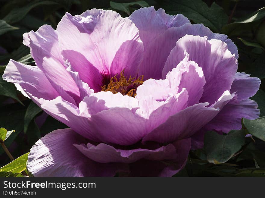 Flower, Plant, Purple, Pink