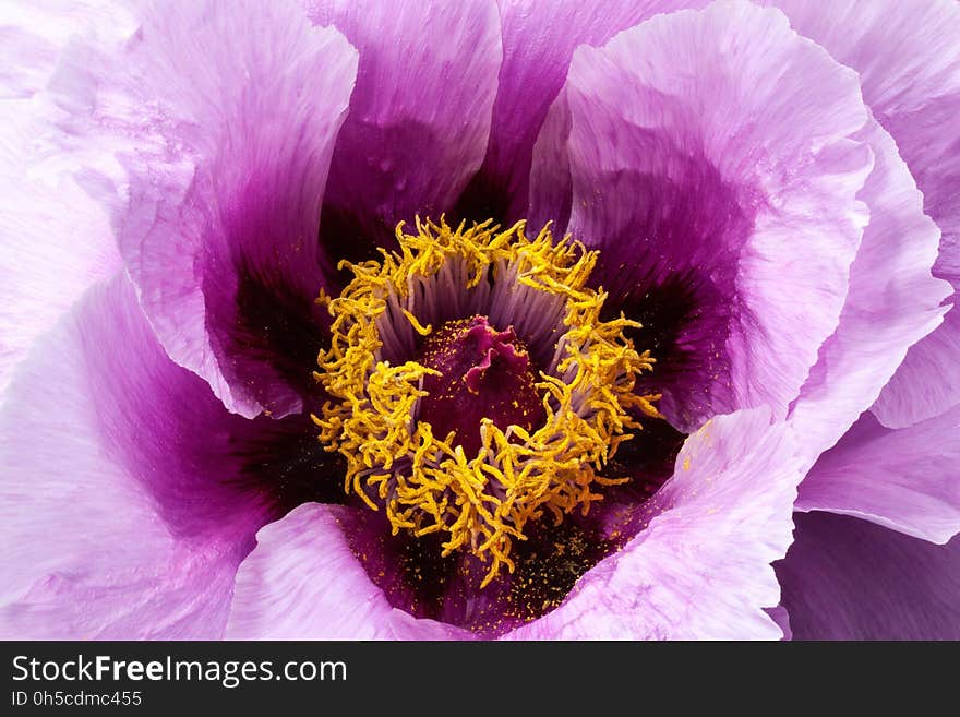 Flower, Purple, Violet, Petal