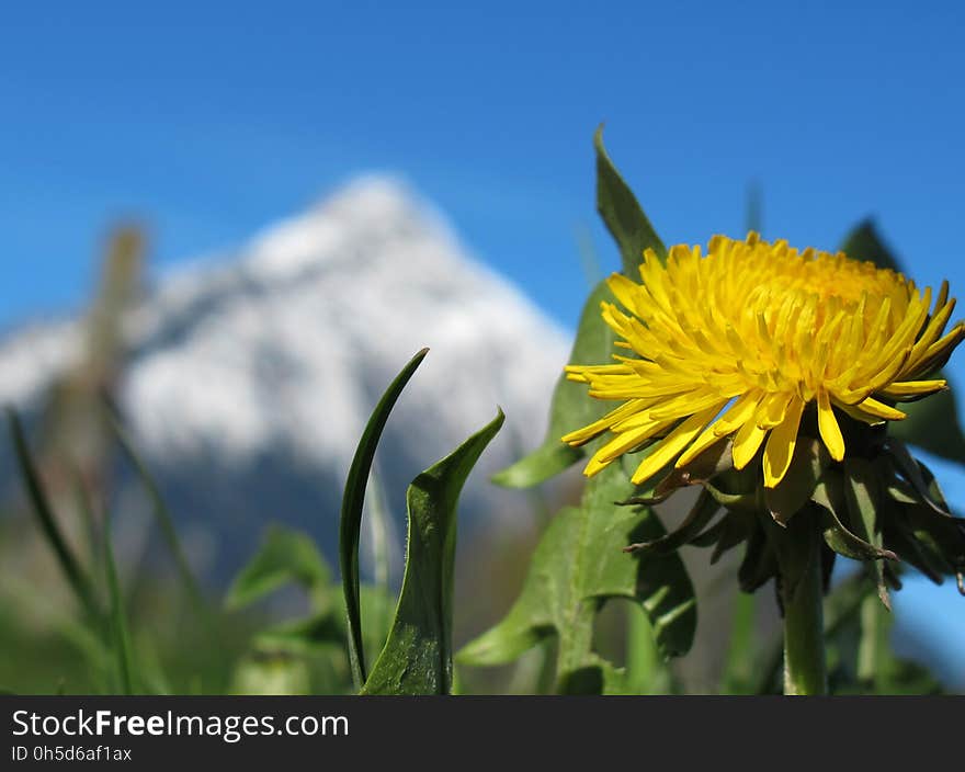 Flower, Yellow, Sky, Plant