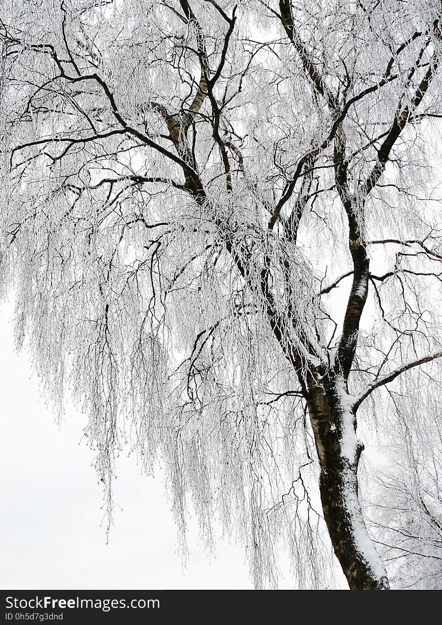 Tree, Branch, Black And White, Woody Plant