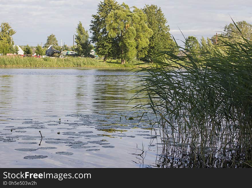 Reed and water lilies on the river bank. Reed and water lilies on the river bank