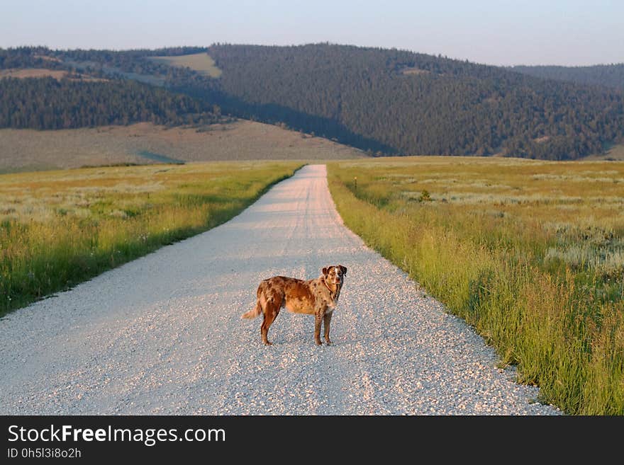 &#x22;Put Down the Camera!&#x22;Big Horn Mountains, Wyoming