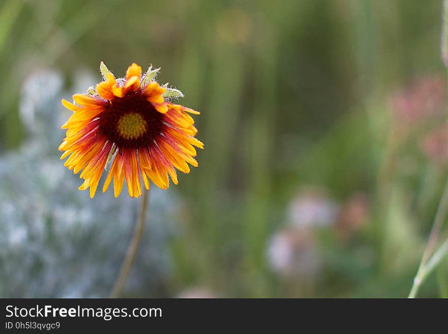 Sad Times for Blanket Flower