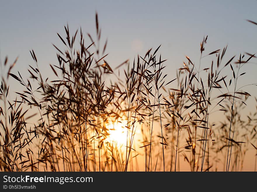 Grass in the Sun