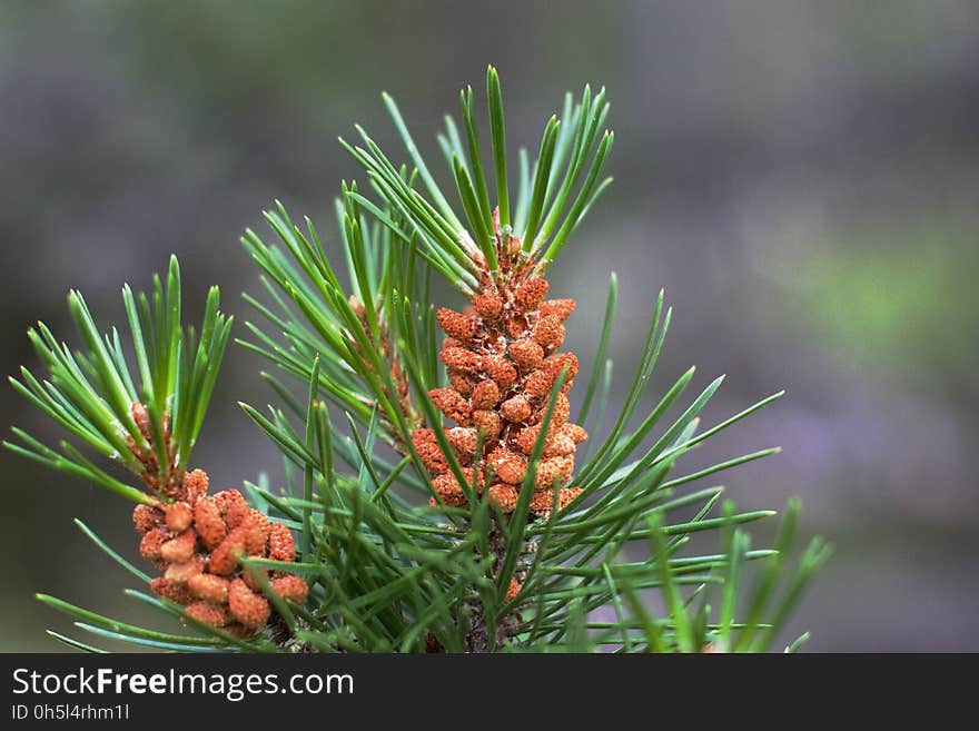 Baby Cones