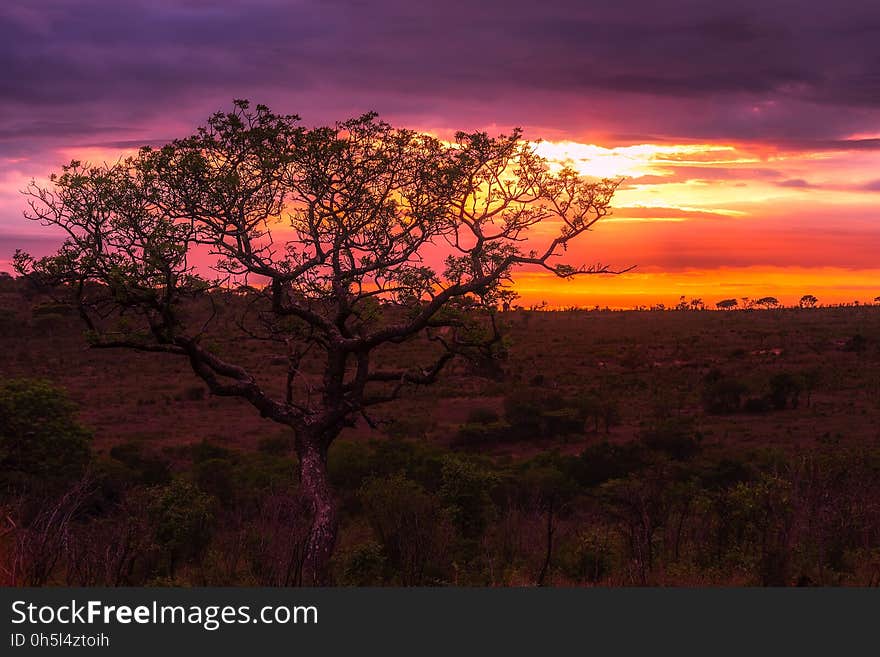 Green Leaf Tree at the Center of Green and Brown Field during Sunset