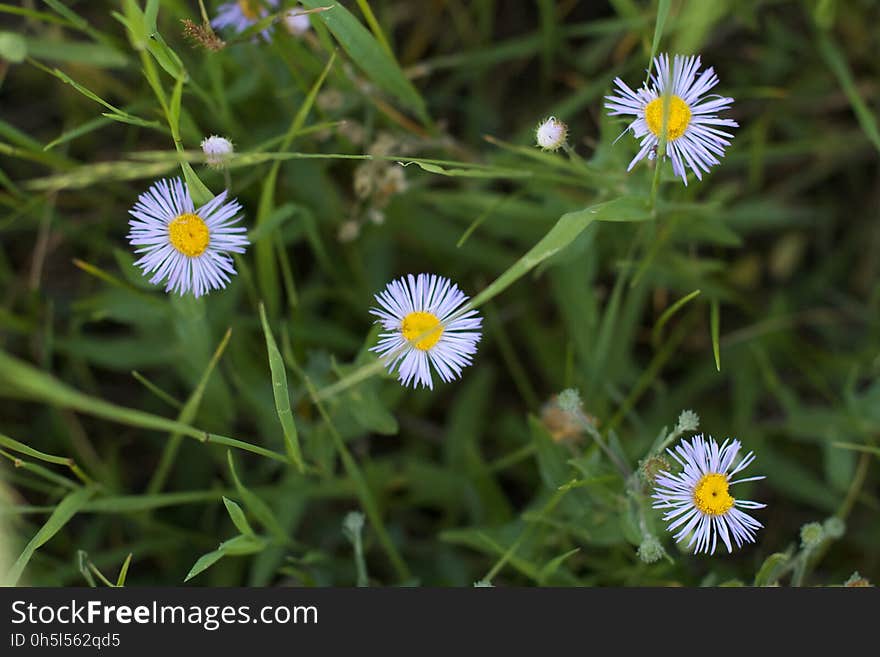 Flowers in the Grass