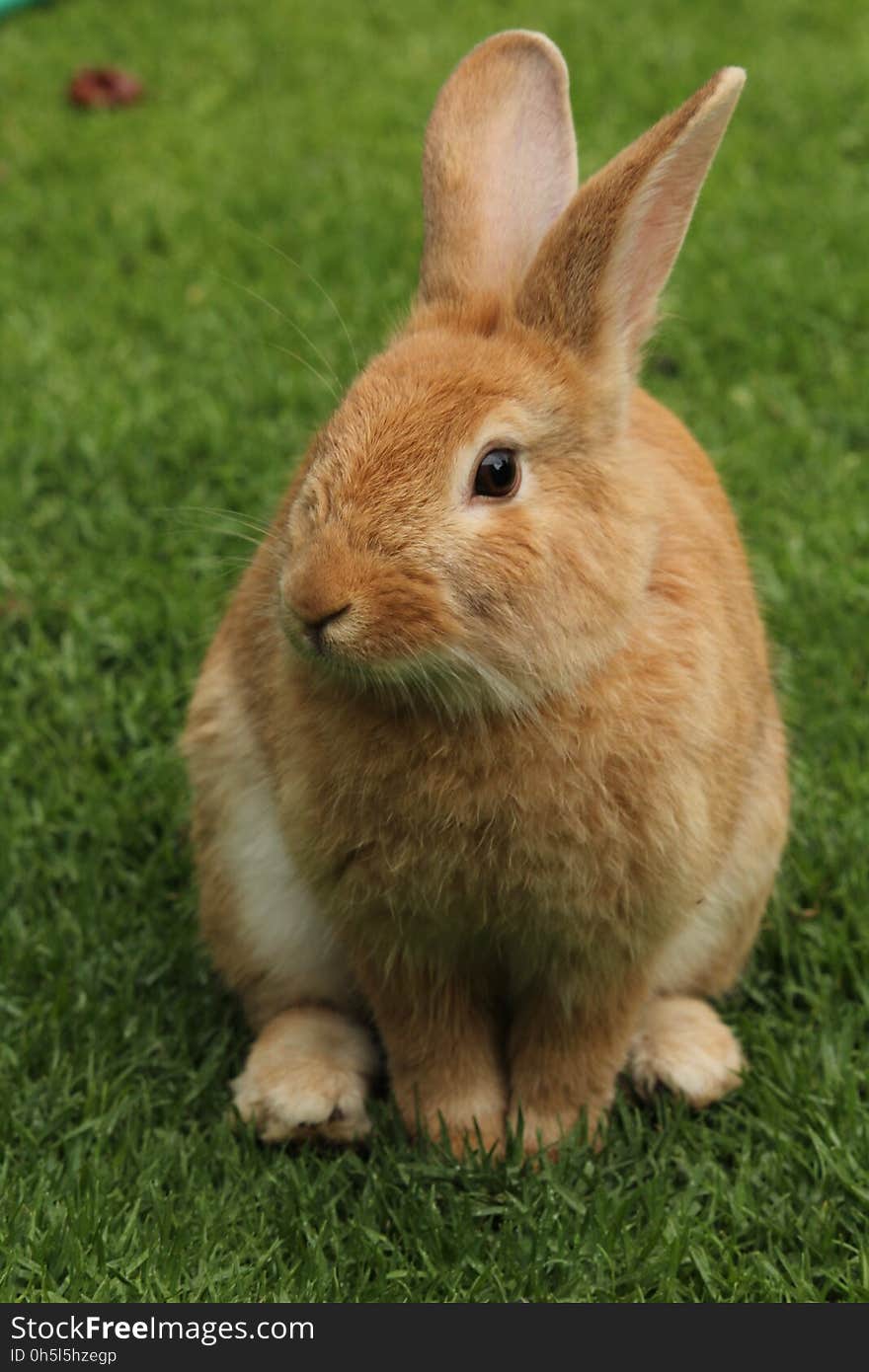 Close-up of Rabbit on Field