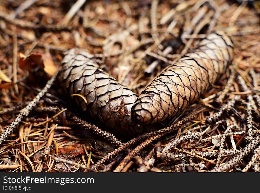 Close Up Photography of Pinecone