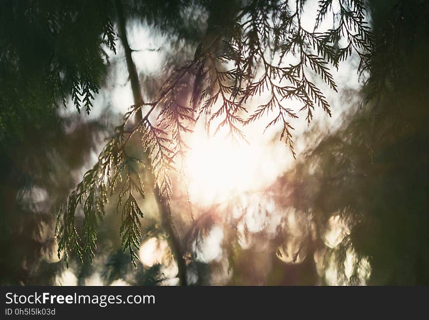 Green Pine Tree Leaf Under Sunset