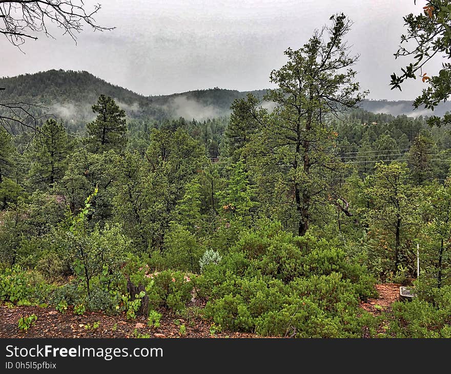 We are deep in summer rain patterns in north central Arizona- it rained all last night, and the morning brought low clouds. A neighbor said it has rained some the last 8 days. We are deep in summer rain patterns in north central Arizona- it rained all last night, and the morning brought low clouds. A neighbor said it has rained some the last 8 days.