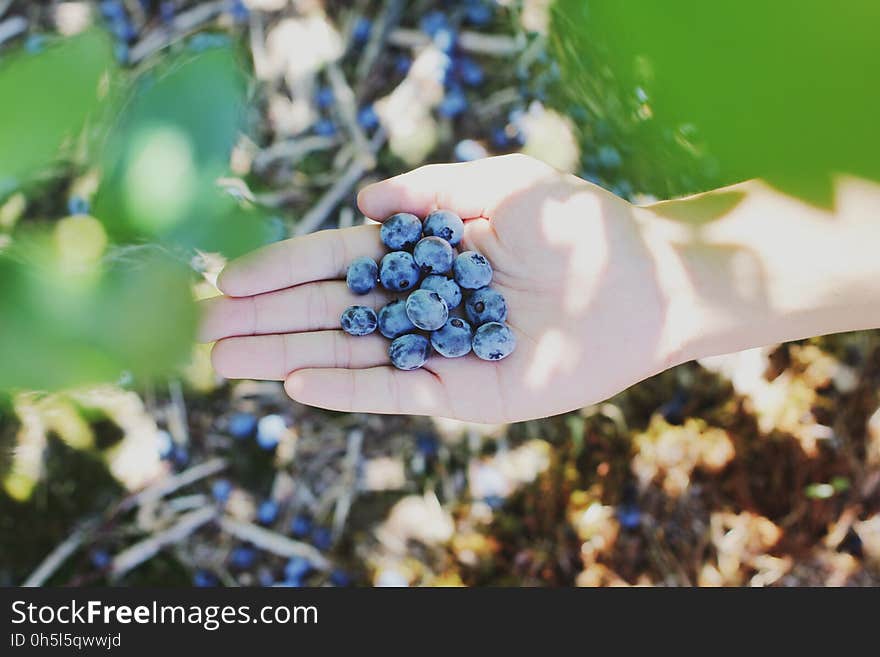 Bunch Blue Berries