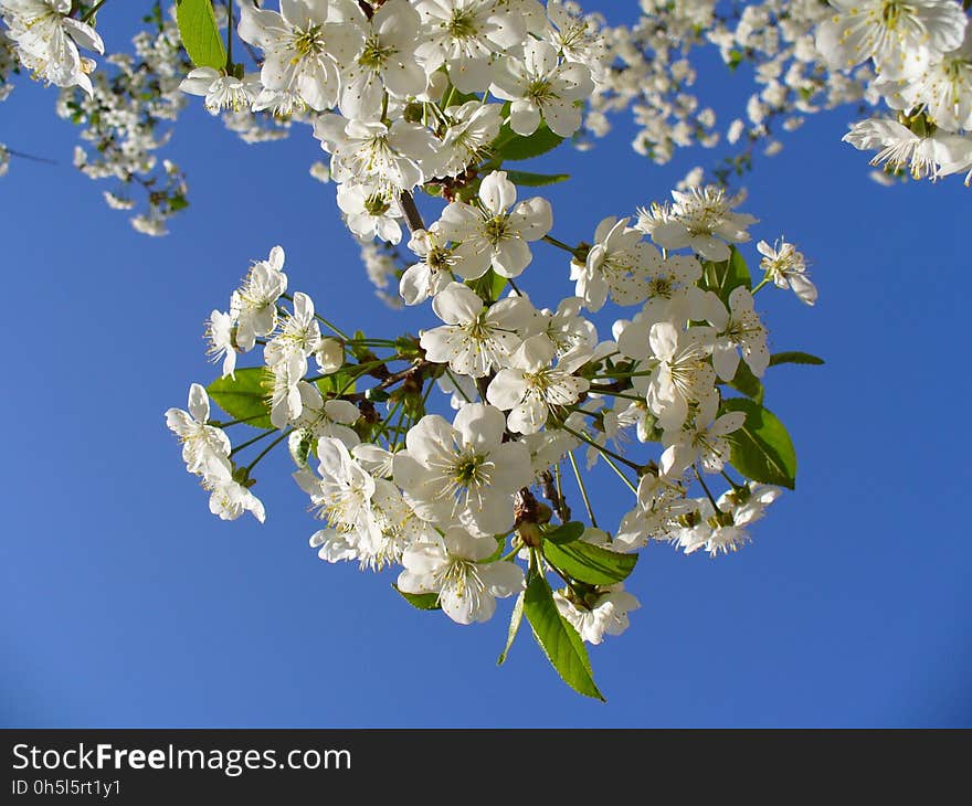 White Clustered Flower