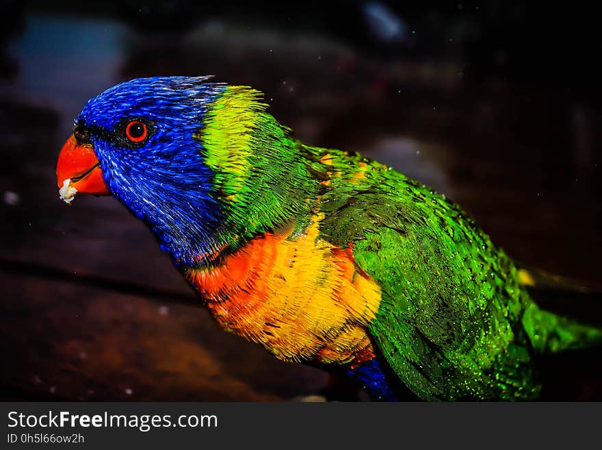 Macaw Bird Standing on Brown Wooden Table during Night Time