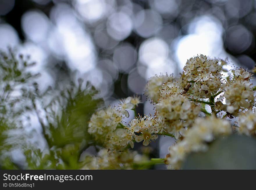 Shallow Focus Photography of Yellow and White Flower