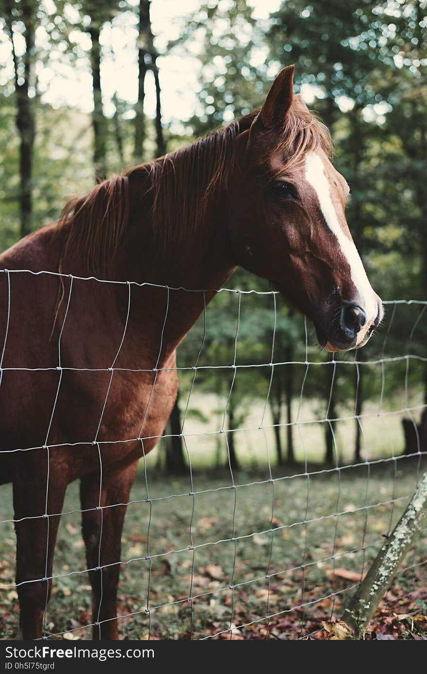 Brown Horse Behind Stainless Steel Fence Far from Trees