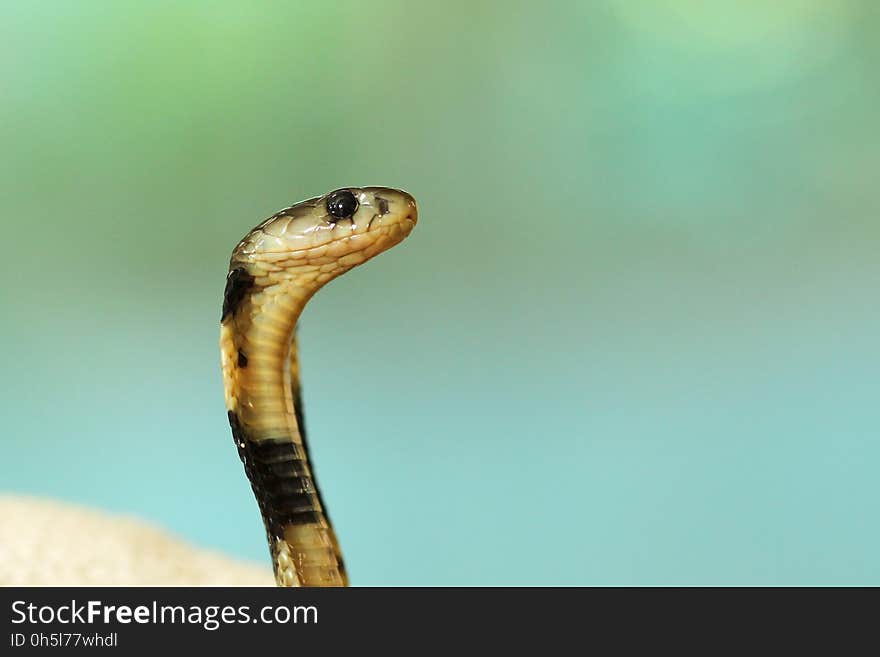 Close Up Photography of Snake