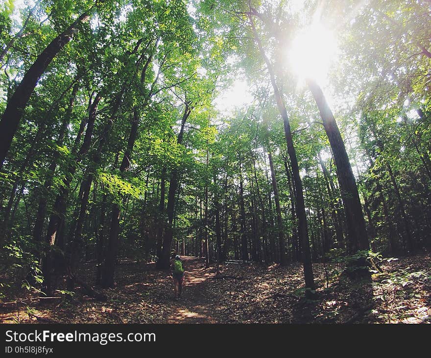 Green Leafed Trees during Day Time