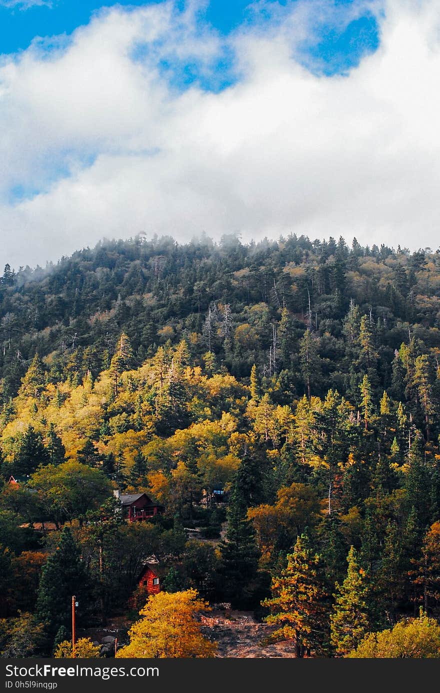 Hill With Green Pine Trees