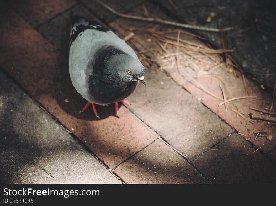 Black White Pigeon on Brown Floortile during Daytime