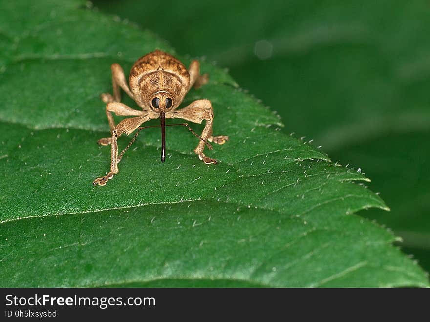 Insect, Invertebrate, Araneus, Macro Photography