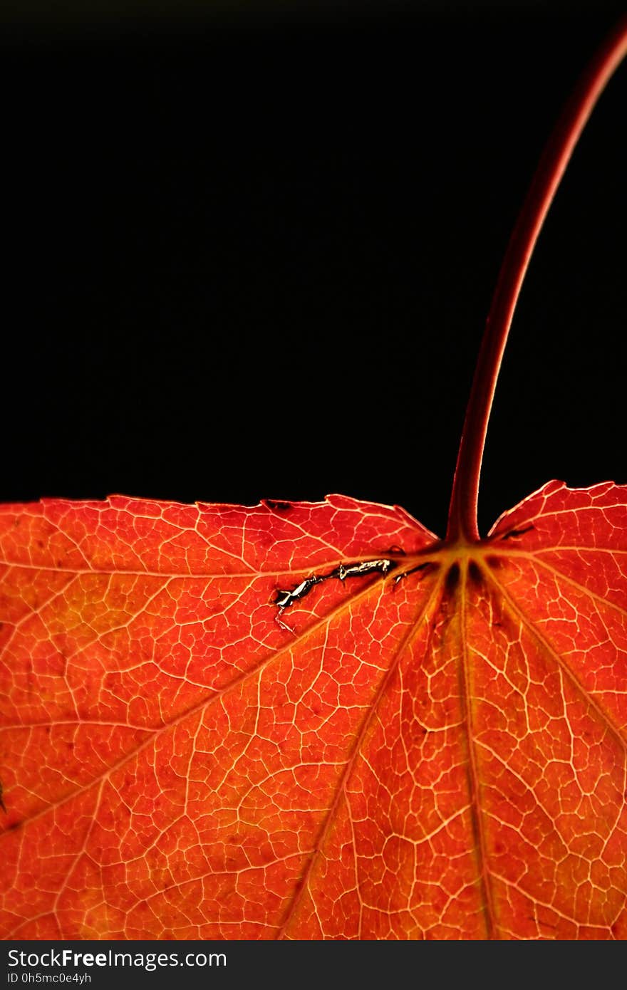 Leaf, Orange, Close Up, Macro Photography