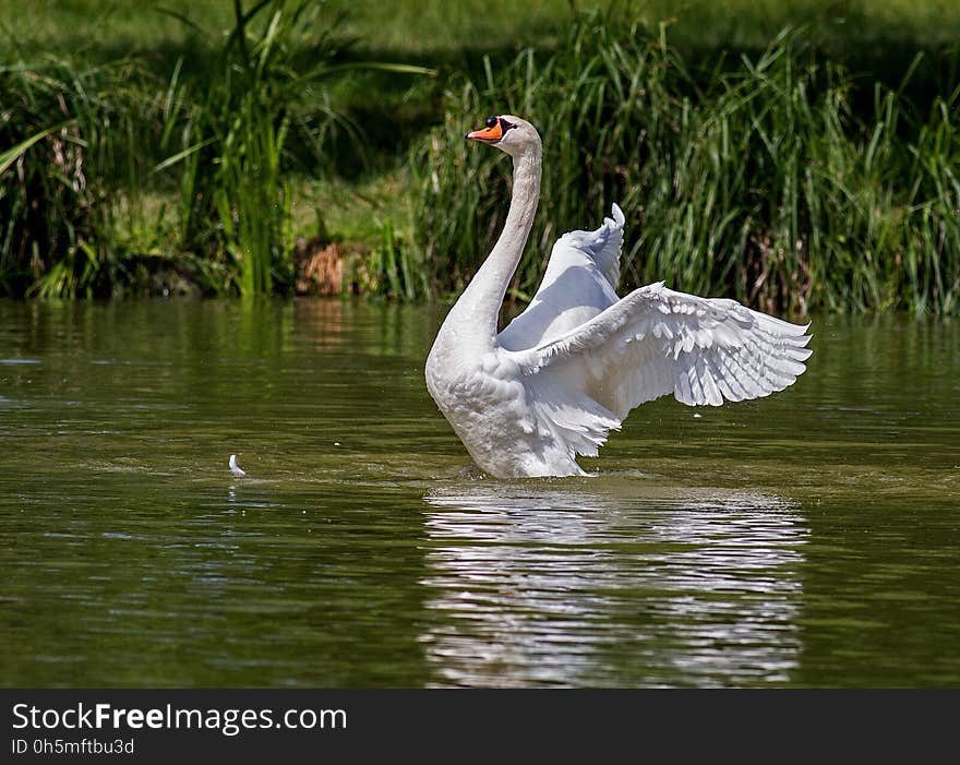 Bird, Water Bird, Swan, Fauna