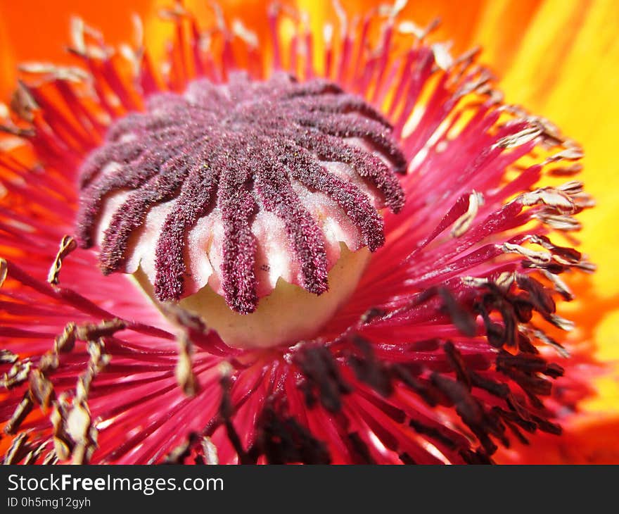 Flower, Close Up, Flora, Pollen