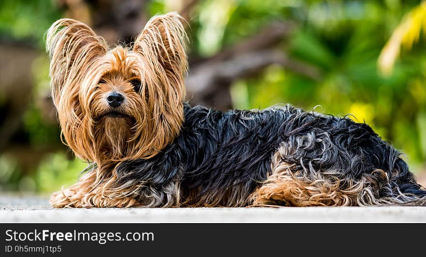 Dog, Dog Like Mammal, Dog Breed, Australian Silky Terrier