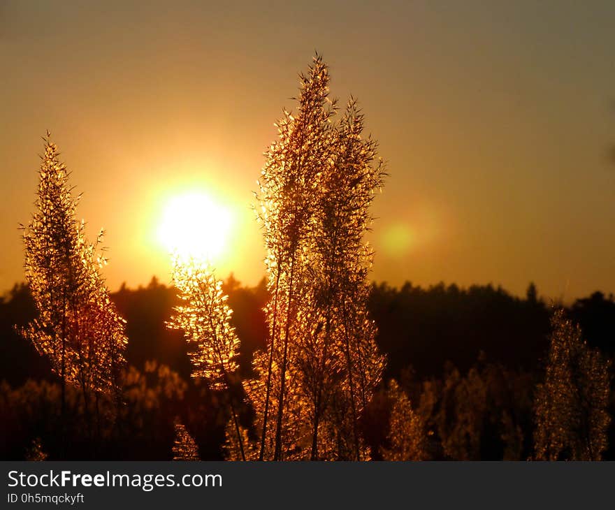 Sky, Nature, Tree, Evening