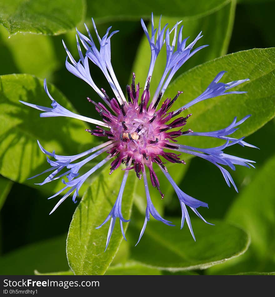 Flower, Plant, Flora, Purple