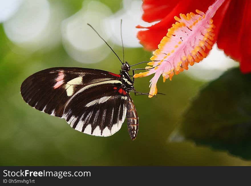 Butterfly, Insect, Moths And Butterflies, Invertebrate