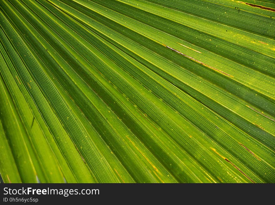 Leaf, Green, Field, Vegetation