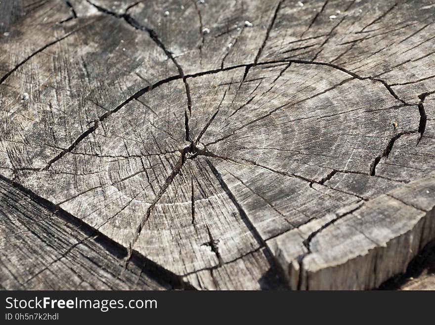 Tree, Woody Plant, Wood, Trunk