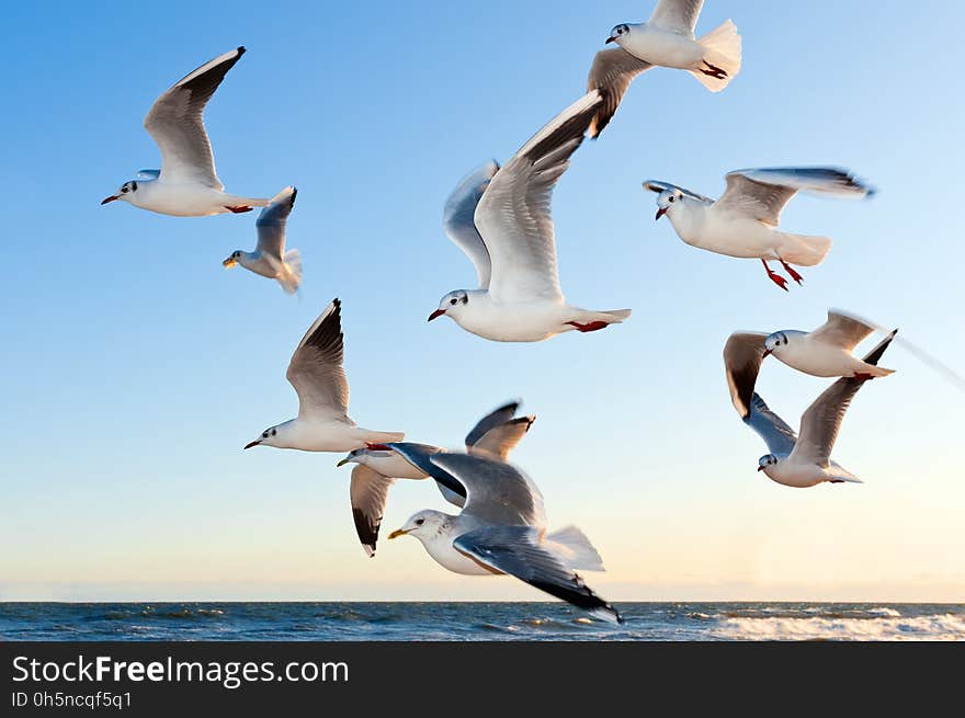 Sky, Bird, Seabird, Gull