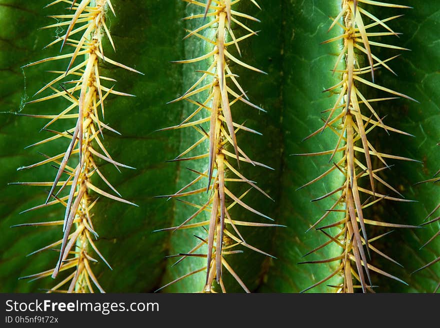 Thorns Spines And Prickles, Cactus, Vegetation, Plant