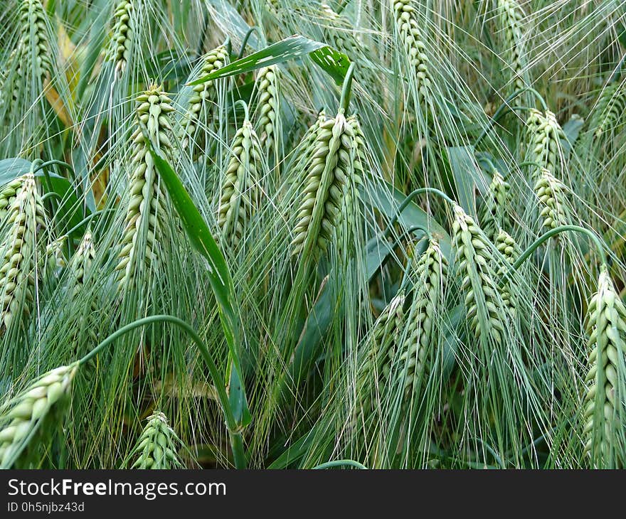 Plant, Grass Family, Vegetation, Food Grain