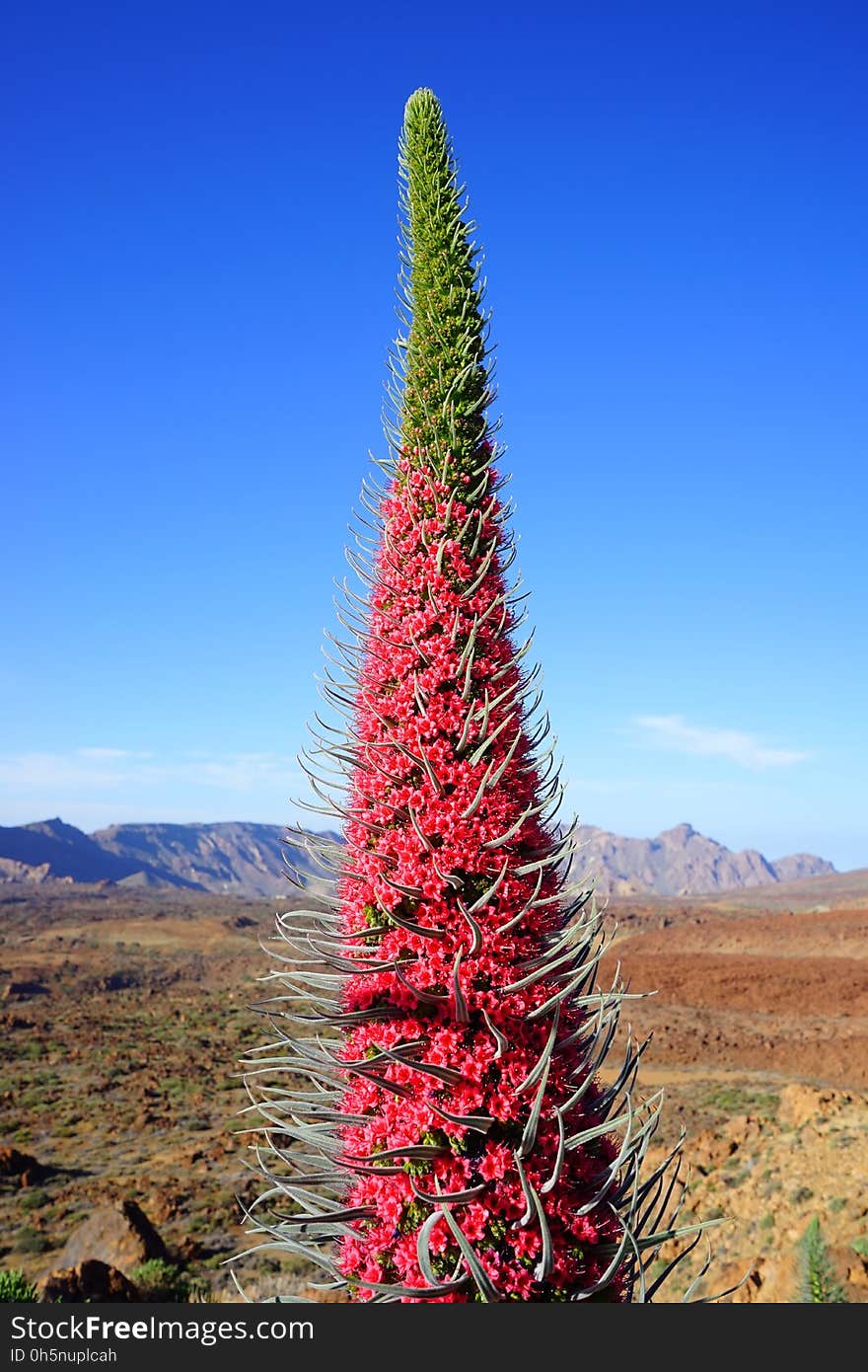 Sky, Plant, Vegetation, Ecosystem