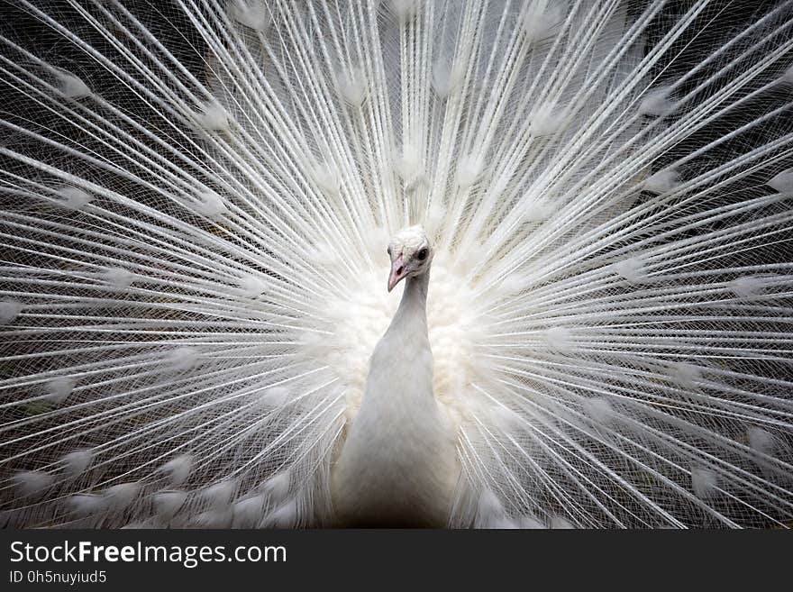 Feather, Close Up, Beak, Galliformes