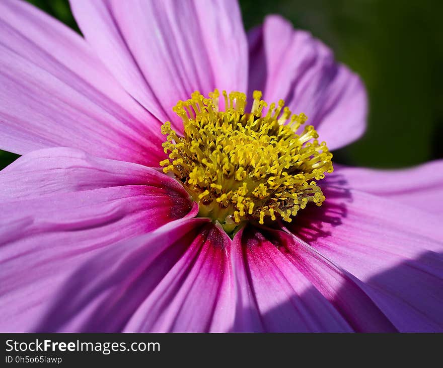 Flower, Flora, Garden Cosmos, Purple